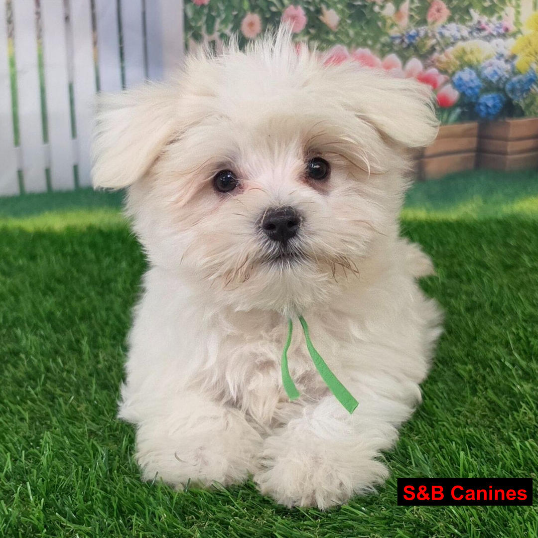 Puppy Image